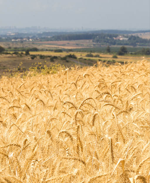 Wheat harvest crop field landscape season, Israel 