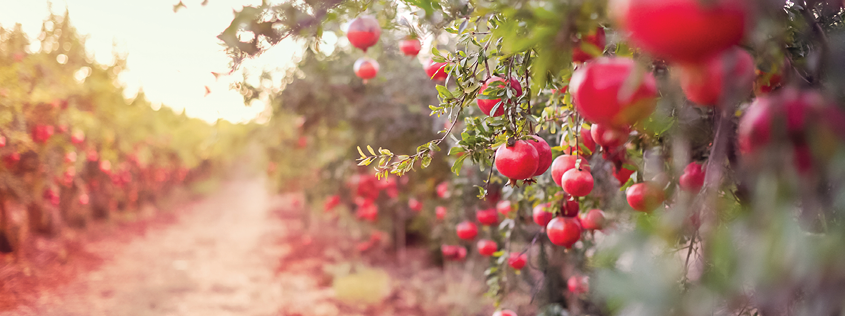 Ripe pomegranate fruits hanging on a tree branch in the garden. Sunset light. soft selective focus, space for text